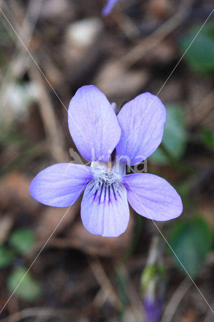Hondsviooltje (Viola canina)