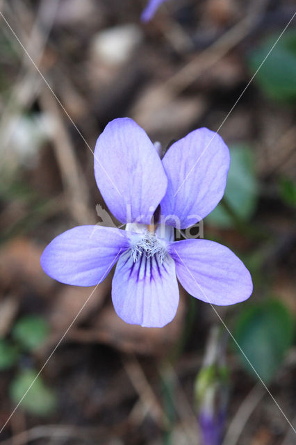 Heath Dog-violet (Viola canina)