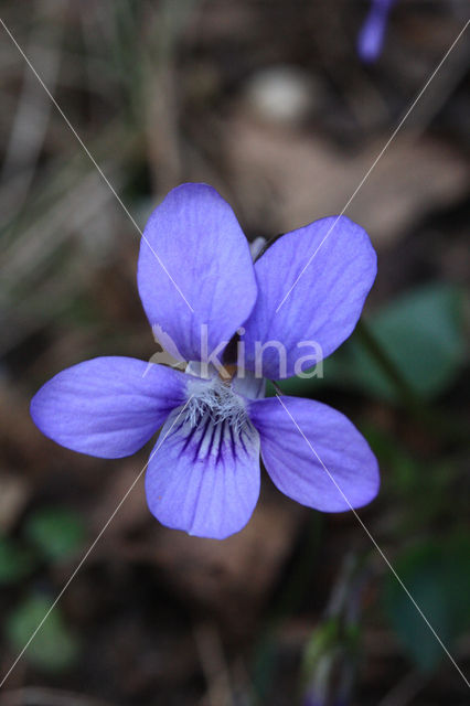 Hondsviooltje (Viola canina)