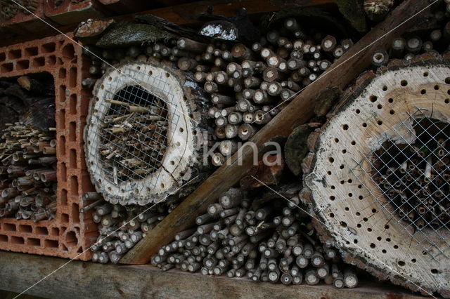 Honey bee (Apis mellifera)