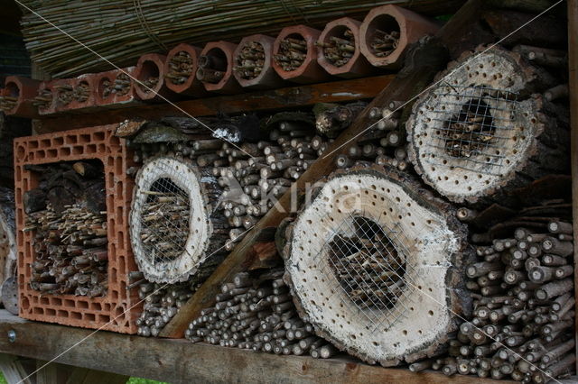 Honey bee (Apis mellifera)