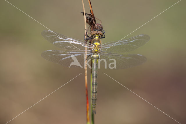 Hoogveenglanslibel (Somatochlora arctica)