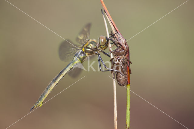 Hoogveenglanslibel (Somatochlora arctica)