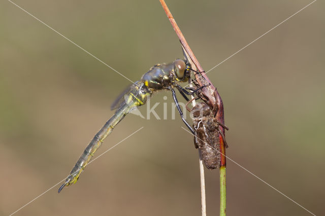 Hoogveenglanslibel (Somatochlora arctica)