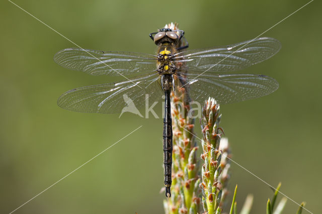 Hoogveenglanslibel (Somatochlora arctica)