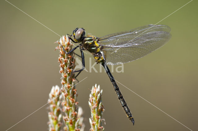 Northern Emerald (Somatochlora arctica)