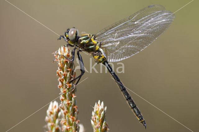 Hoogveenglanslibel (Somatochlora arctica)