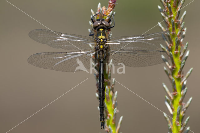 Hoogveenglanslibel (Somatochlora arctica)