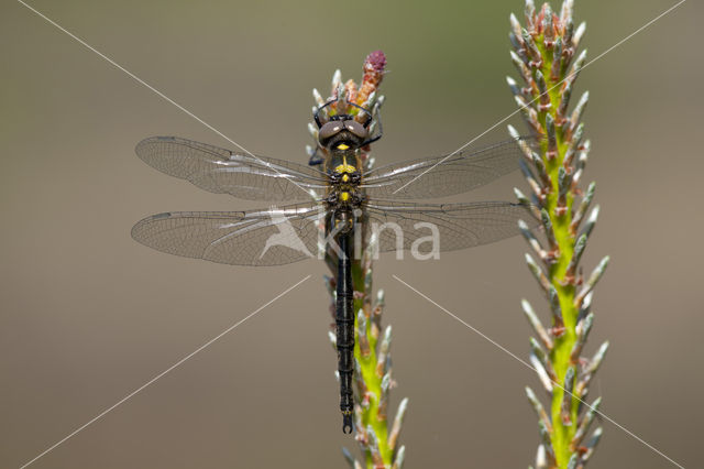 Hoogveenglanslibel (Somatochlora arctica)