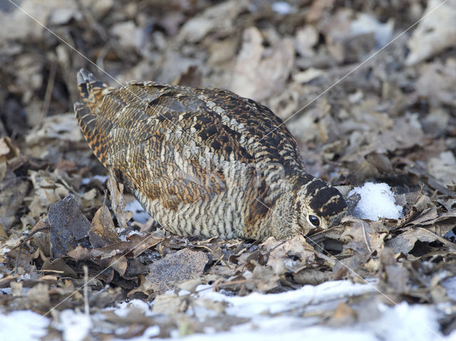 Eurasian Woodcock (Scolopax rusticola)