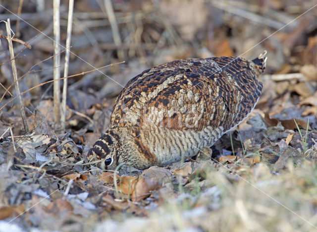 Eurasian Woodcock (Scolopax rusticola)