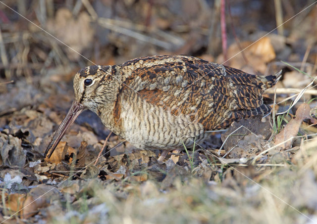 Eurasian Woodcock (Scolopax rusticola)