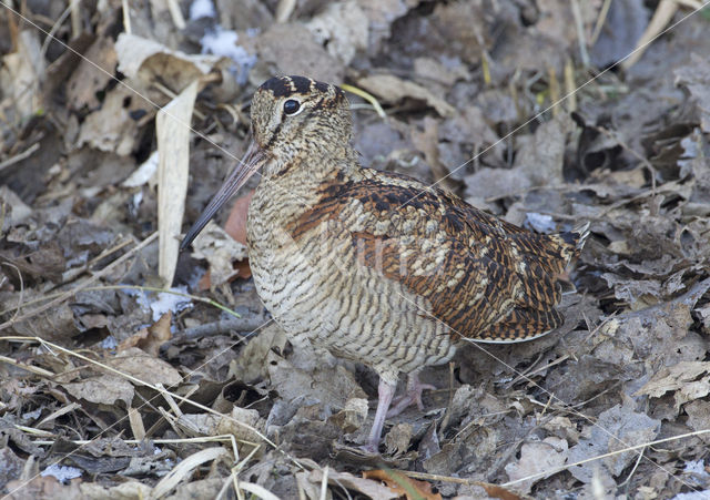 Eurasian Woodcock (Scolopax rusticola)