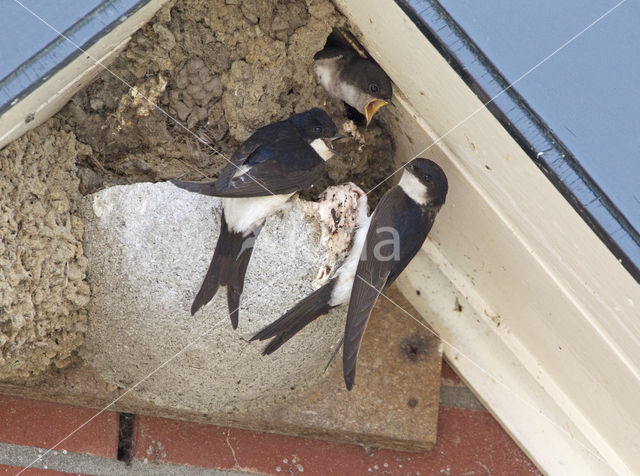 Common House-Martin (Delichon urbicum)