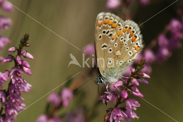 Common Blue (Polyommatus icarus)