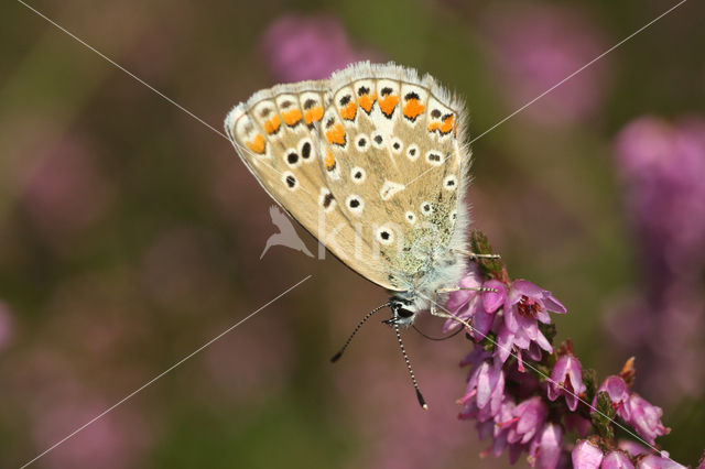 Common Blue (Polyommatus icarus)