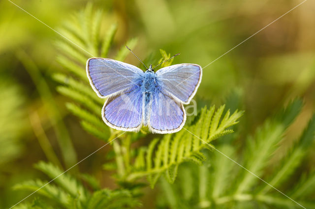 Common Blue (Polyommatus icarus)