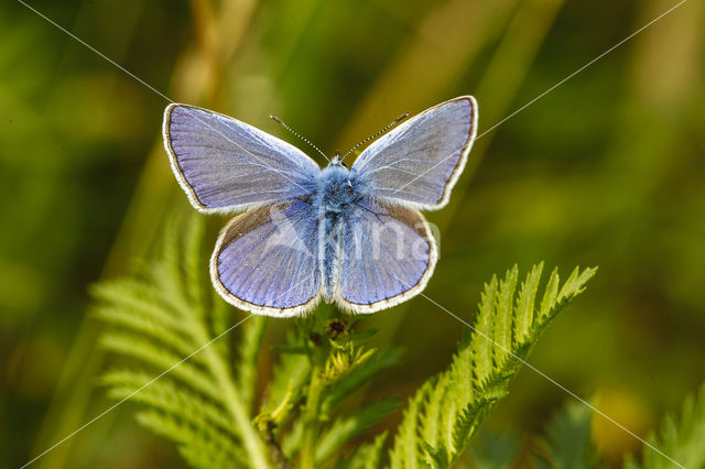 Common Blue (Polyommatus icarus)