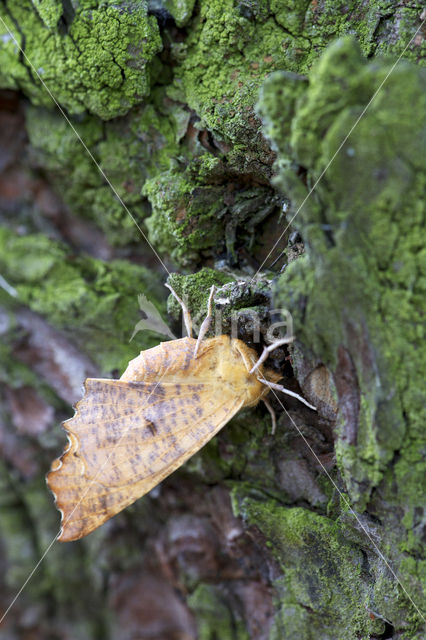 Iepentakvlinder (Ennomos autumnaria)
