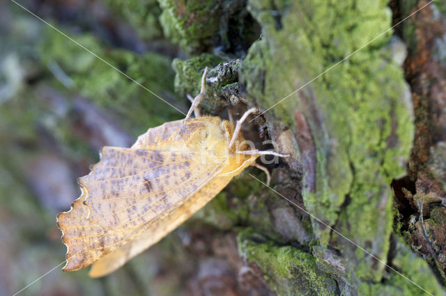 Iepentakvlinder (Ennomos autumnaria)