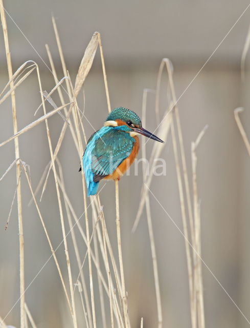 Kingfisher (Alcedo atthis)