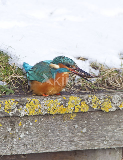 Kingfisher (Alcedo atthis)