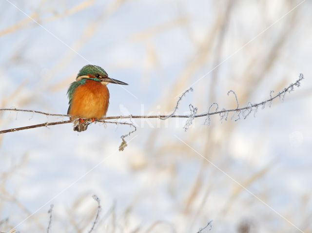 Kingfisher (Alcedo atthis)