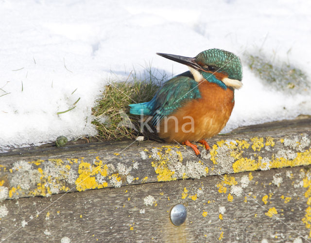 Kingfisher (Alcedo atthis)