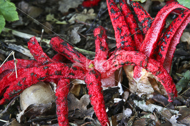 Inktviszwam (Clathrus archeri)