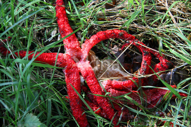 Inktviszwam (Clathrus archeri)