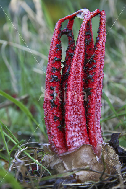 Inktviszwam (Clathrus archeri)