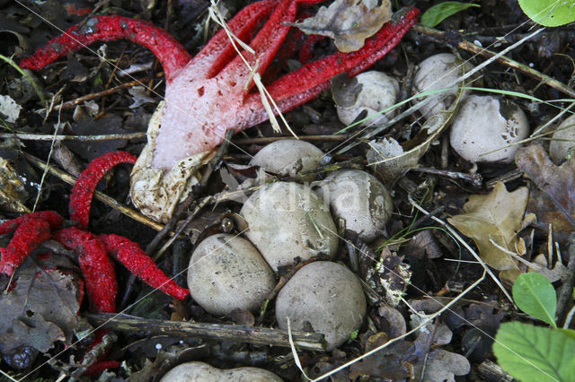 Octopus Stinkhorn (Clathrus archeri)