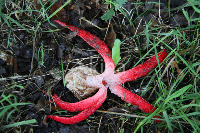 Inktviszwam (Clathrus archeri)