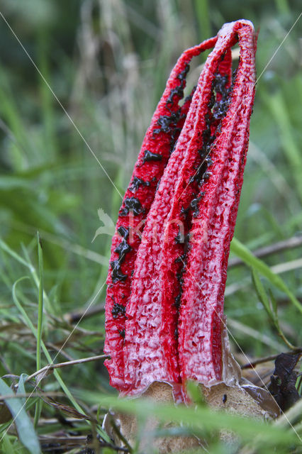 Inktviszwam (Clathrus archeri)