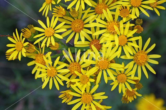 Common Ragwort (Senecio jacobaea)