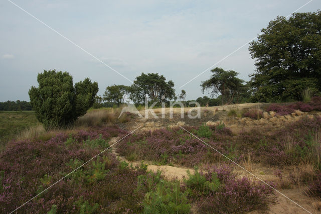 common juniper (Juniperus communis)