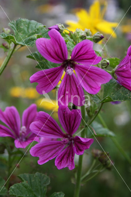 Mallow (Malva spec)