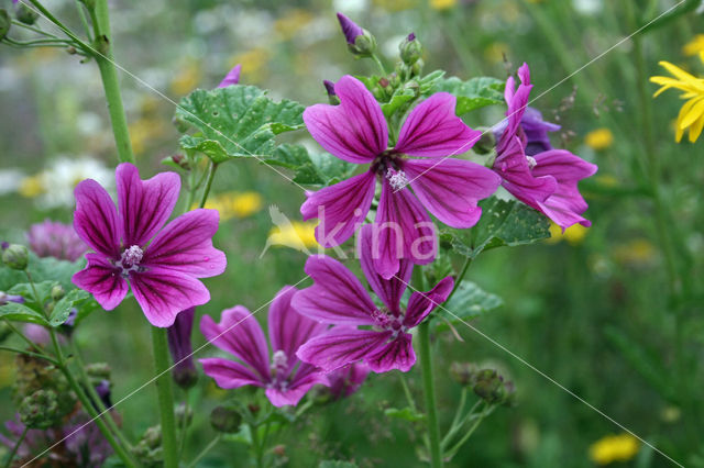 Kaasjeskruid (Malva spec)