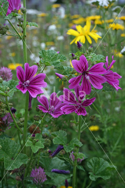 Kaasjeskruid (Malva spec)