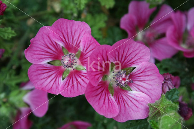 Kaasjeskruid (Malva spec)