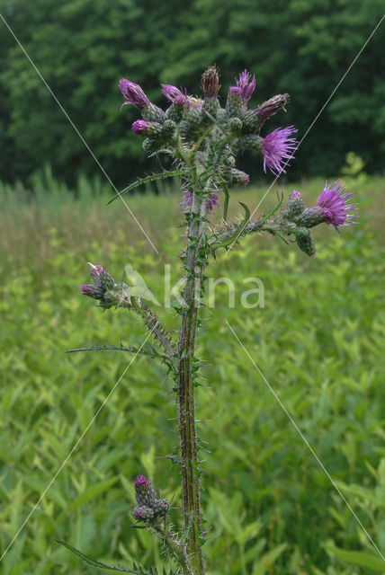 Marsh Thistle (Cirsium palustre)