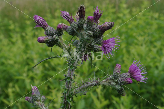 Kale jonker (Cirsium palustre)