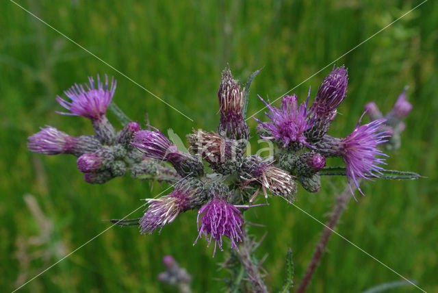 Kale jonker (Cirsium palustre)