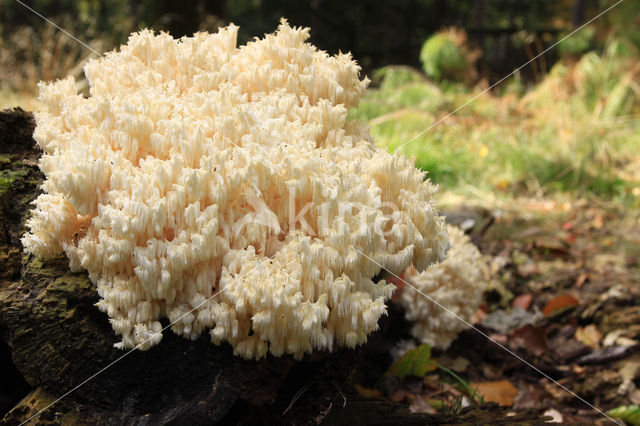 Coral tooth (Hericium coralloides)