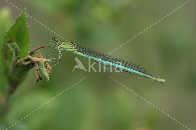 Kanaaljuffer (Erythromma lindenii)