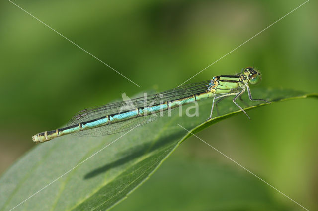 Damselfly (Erythromma lindenii)