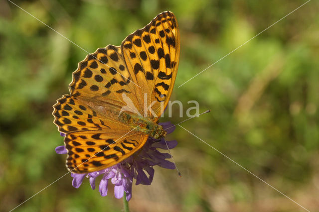 Silver-washed Fritillary (Argynnis paphia)