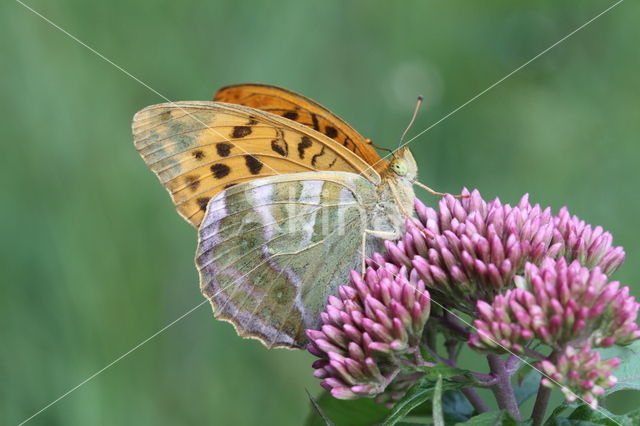 Keizersmantel (Argynnis paphia)