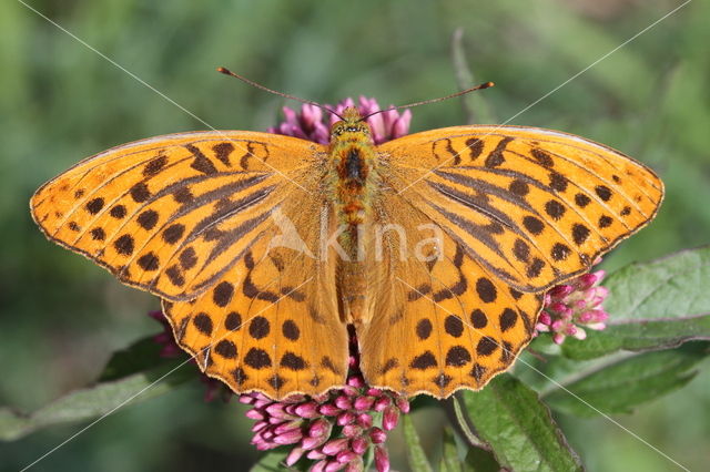 Silver-washed Fritillary (Argynnis paphia)