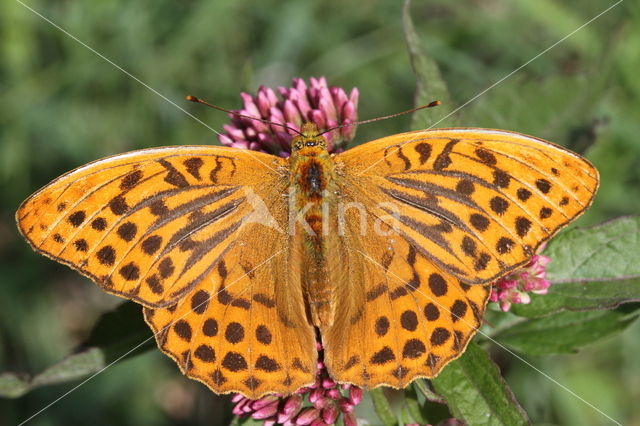 Keizersmantel (Argynnis paphia)